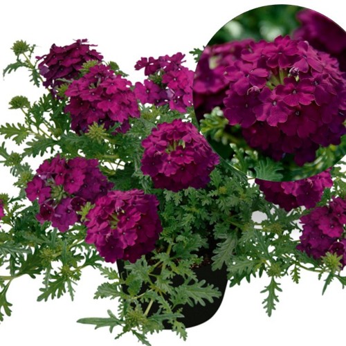Verbena 'VEPITA Dark Magenta' - Aed-raudürt 'VEPITA Dark Magenta' P9/0,55L
